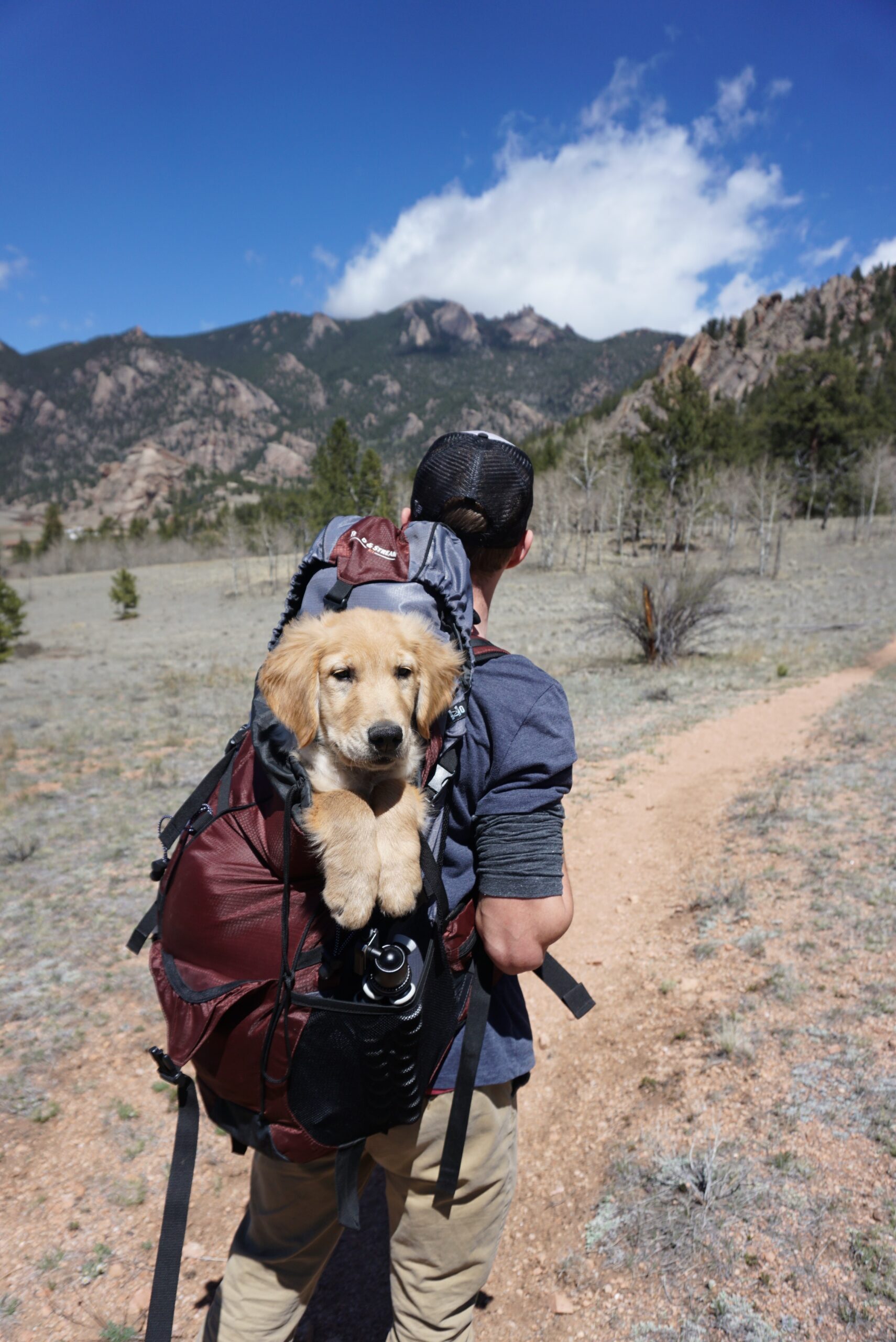 how to travel with a dog        <h3 class=